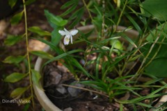 Arundina graminifolia